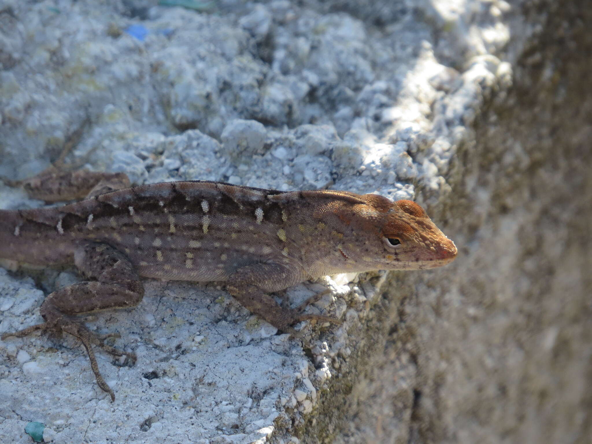 Image of brown anole