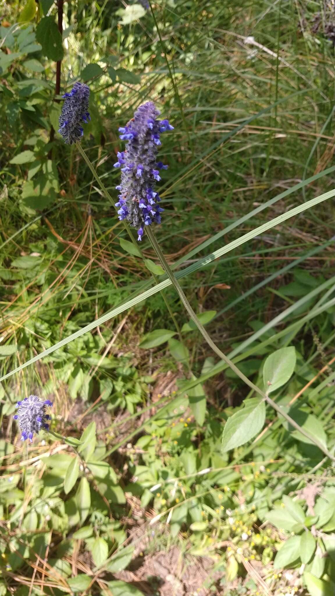 Image de Salvia stachyoides Kunth