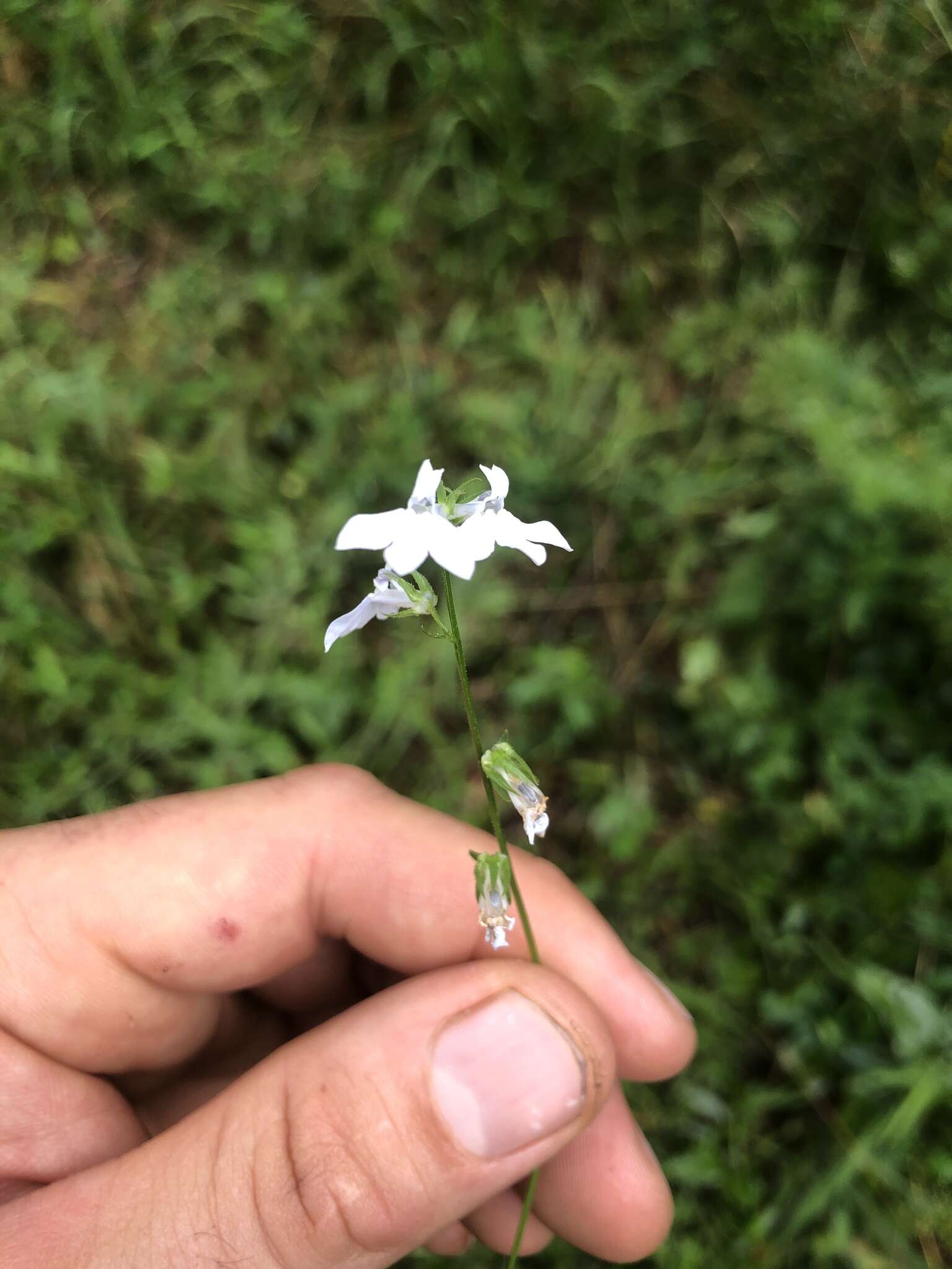 Слика од Lobelia appendiculata A. DC.