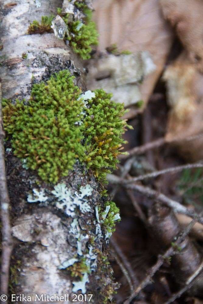 Image of <i>Ulota crispula</i>