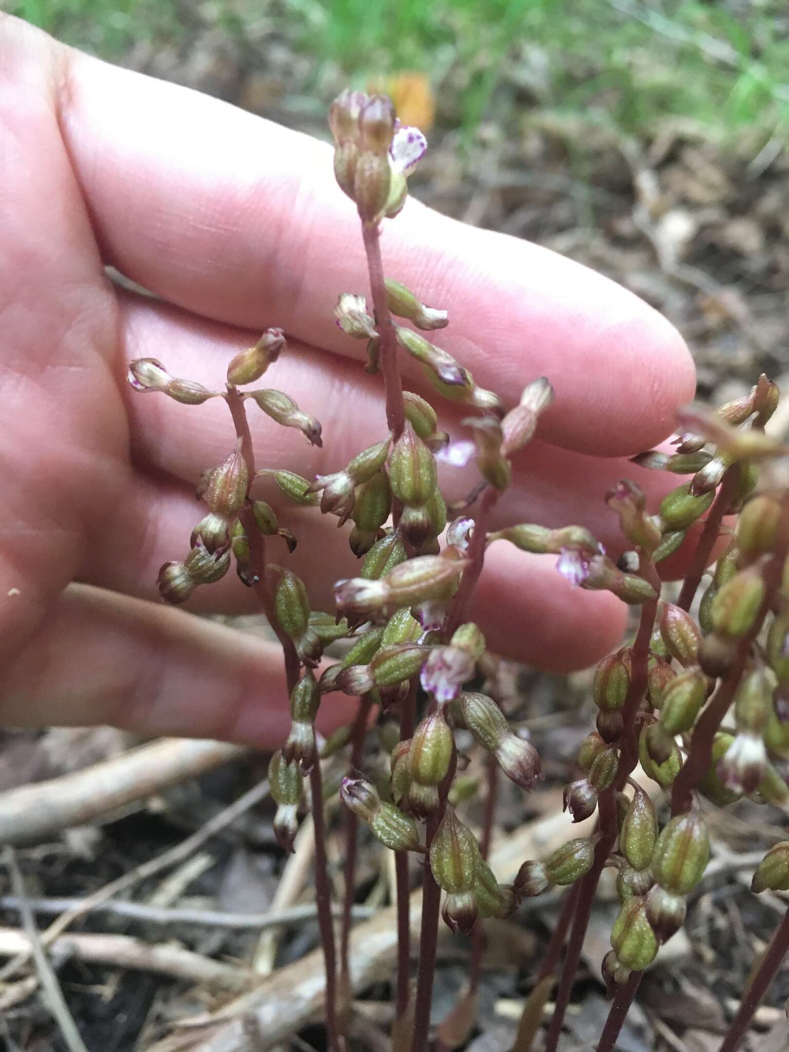 Image de Corallorhiza odontorhiza var. pringlei (Greenm.) Freudenst.