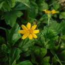 Image of slender creeping-oxeye