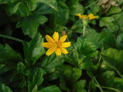 Image of slender creeping-oxeye