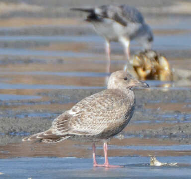 Image of Larus glaucoides thayeri Brooks & WS 1915