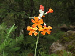 Image of Primula cockburniana Hemsl.