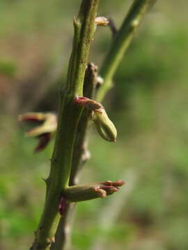 Image de Caralluma adscendens var. bicolor