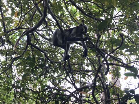 Plancia ëd Piliocolobus kirkii (Gray 1868)