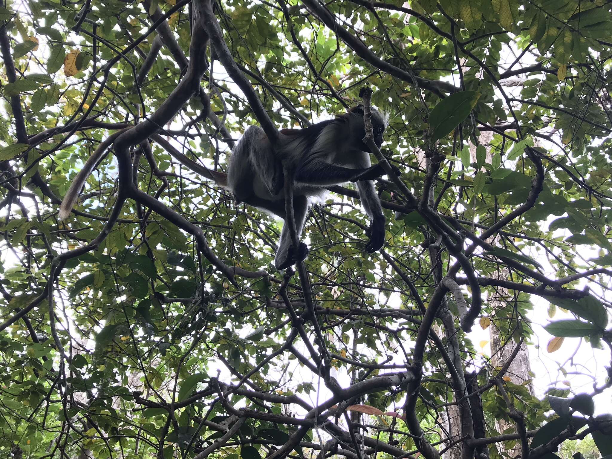 Plancia ëd Piliocolobus kirkii (Gray 1868)