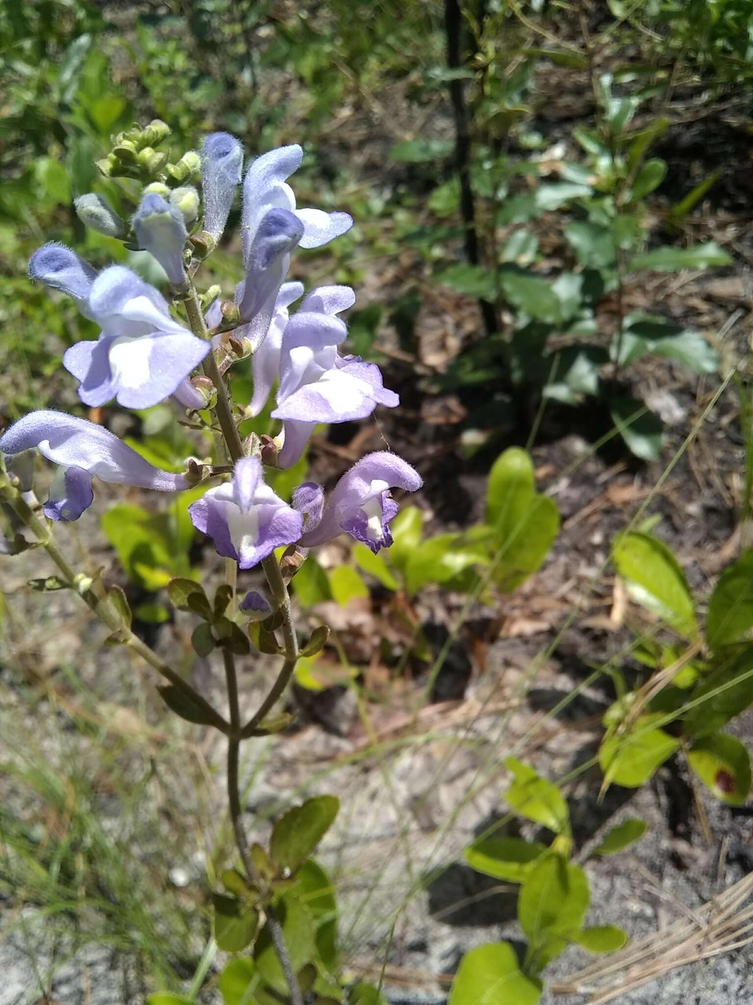 Image de Scutellaria arenicola Small