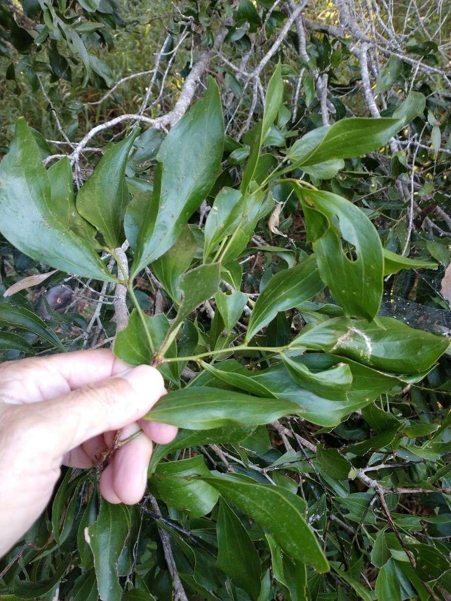 Image of Acacia bakeri Maiden