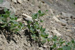 Image of Chenopodium sosnowskyi Kapeller