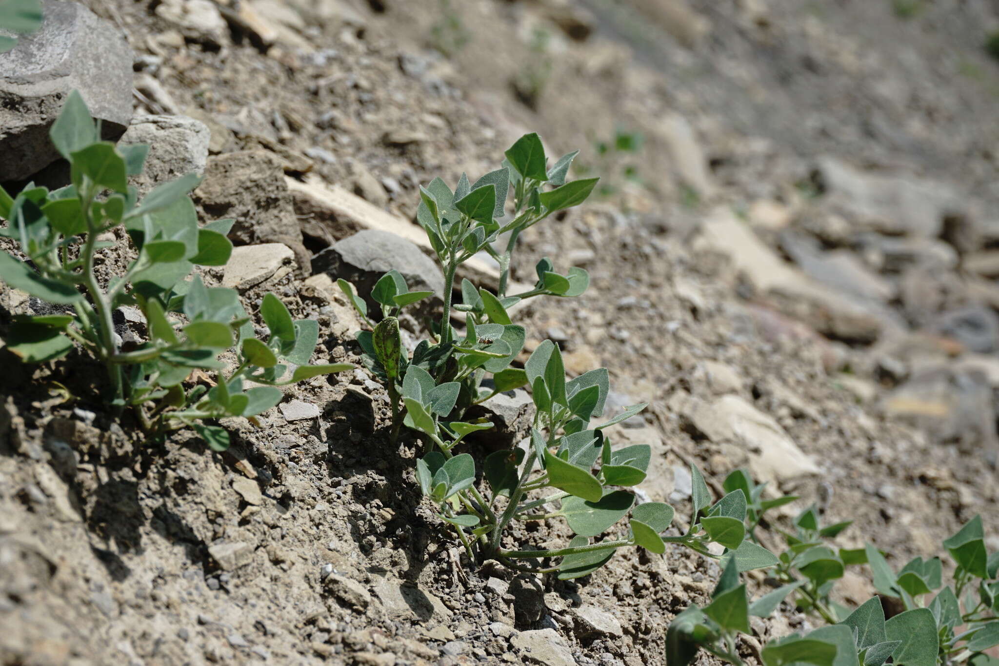 Image of Chenopodium sosnowskyi Kapeller