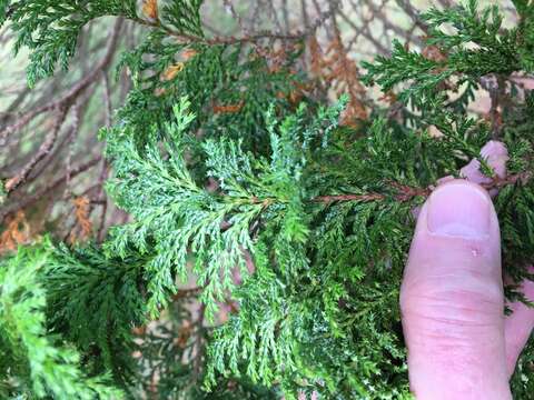 Image of Sawara Cypress