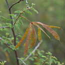 Image of Mimosa farinosa Griseb.