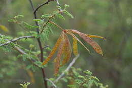 Image of Mimosa farinosa Griseb.