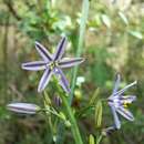 Image of Caesia parviflora var. vittata (R. Br.) R. J. F. Hend.