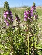 Image of Purple-Flower Lousewort