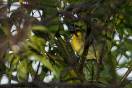 Vireolanius leucotis (Swainson 1838)的圖片