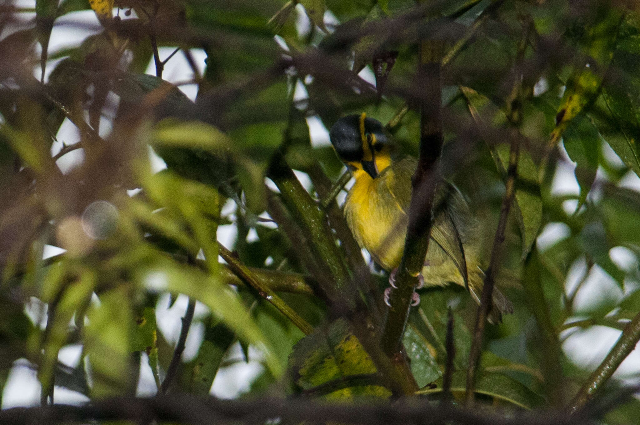 Vireolanius leucotis (Swainson 1838)的圖片