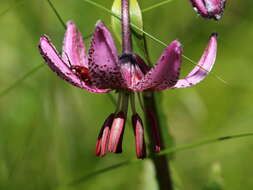 Image of <i>Lilioceris schneideri</i>