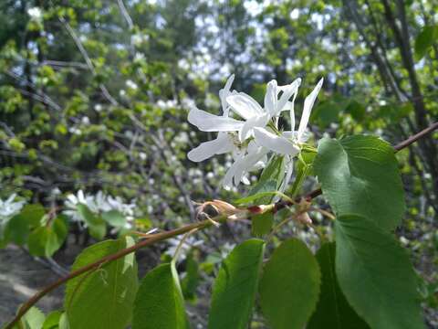 Image of Saskatoon serviceberry