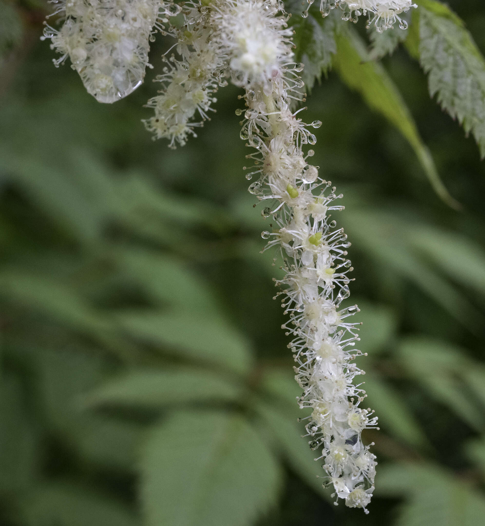 Image of bride's feathers