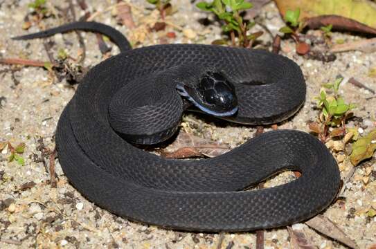 Image of African Egg-eating Snake