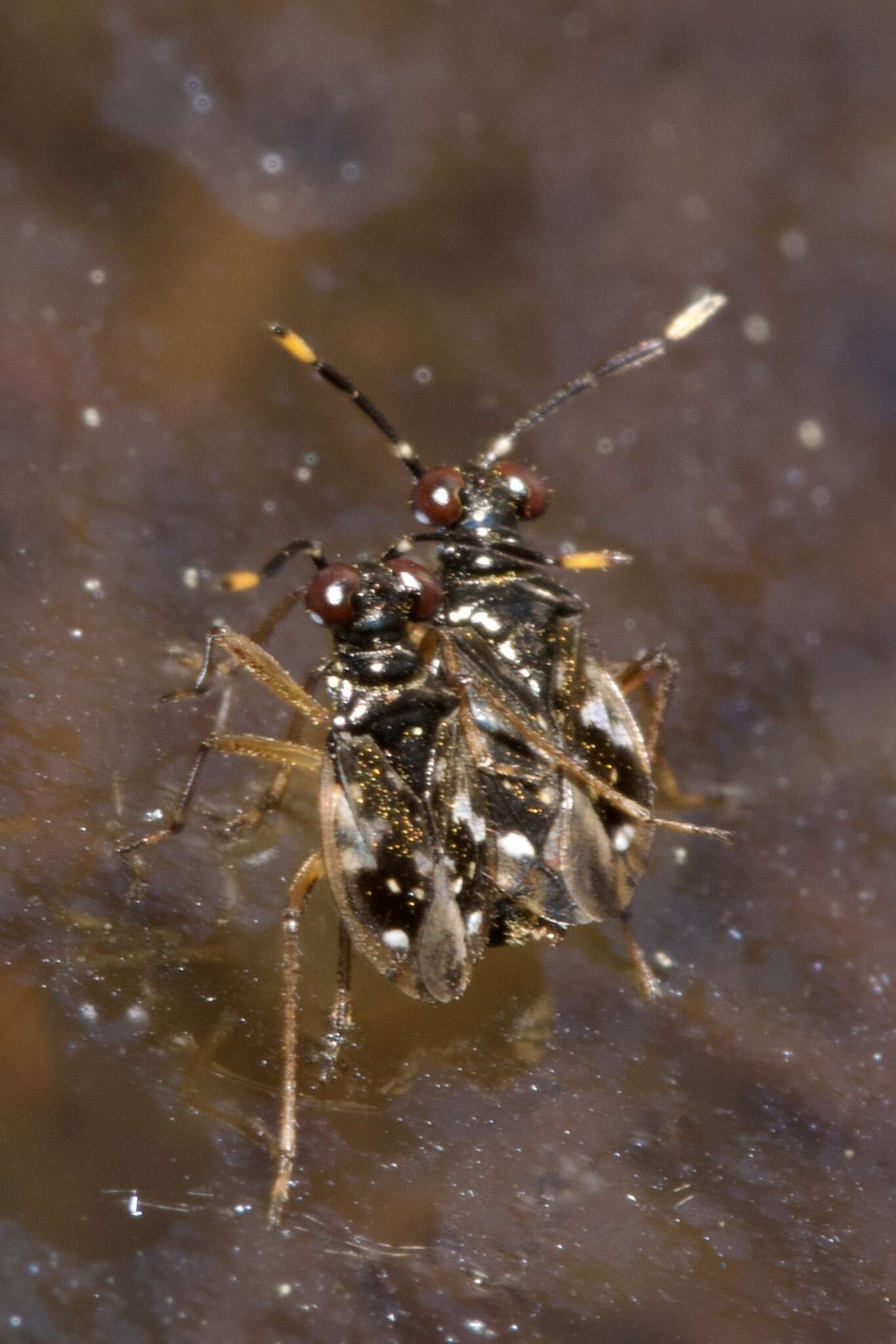 صورة Chartoscirta elegantula (Fallén 1807)