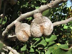 Image of Hakea elliptica (Sm.) R. Br.