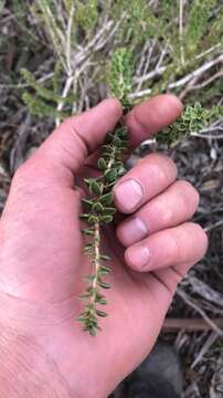 Eremophila crassifolia (F. Muell.) F. Muell. resmi