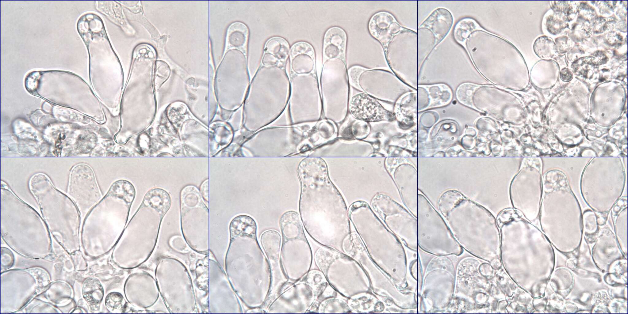 Image of Coprinopsis melanthina (Fr.) Örstadius & E. Larss. 2015