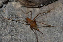 Image of Dolichopoda (Dolichopoda) araneiformis (Burmeister & H. 1838)