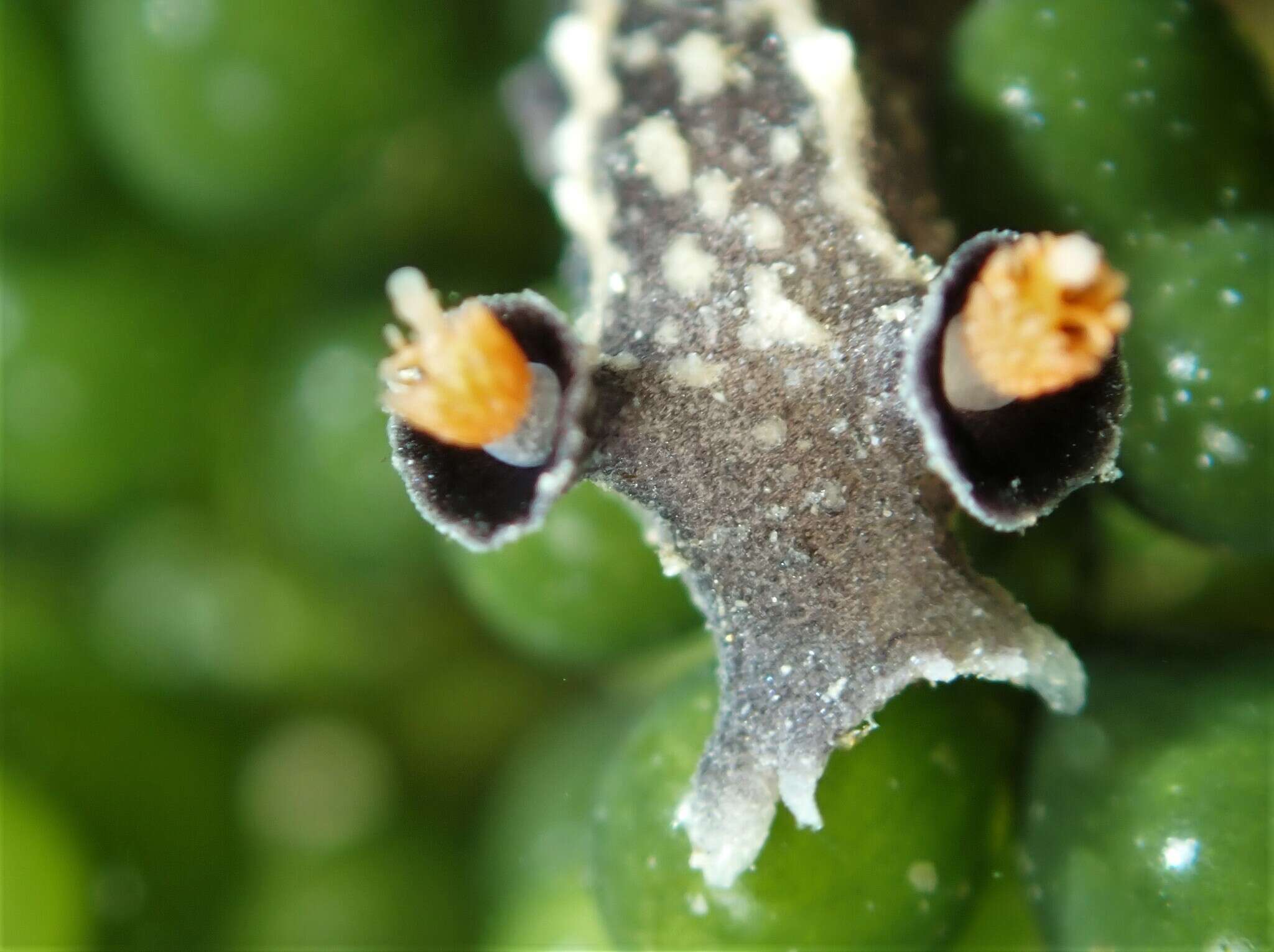 Image of Tritonia flemingi (Powell 1937)