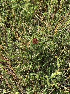 Plancia ëd Tragopogon balcanicus Velen.