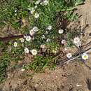 Слика од Erigeron breweri var. ensenadensis G. L. Nesom