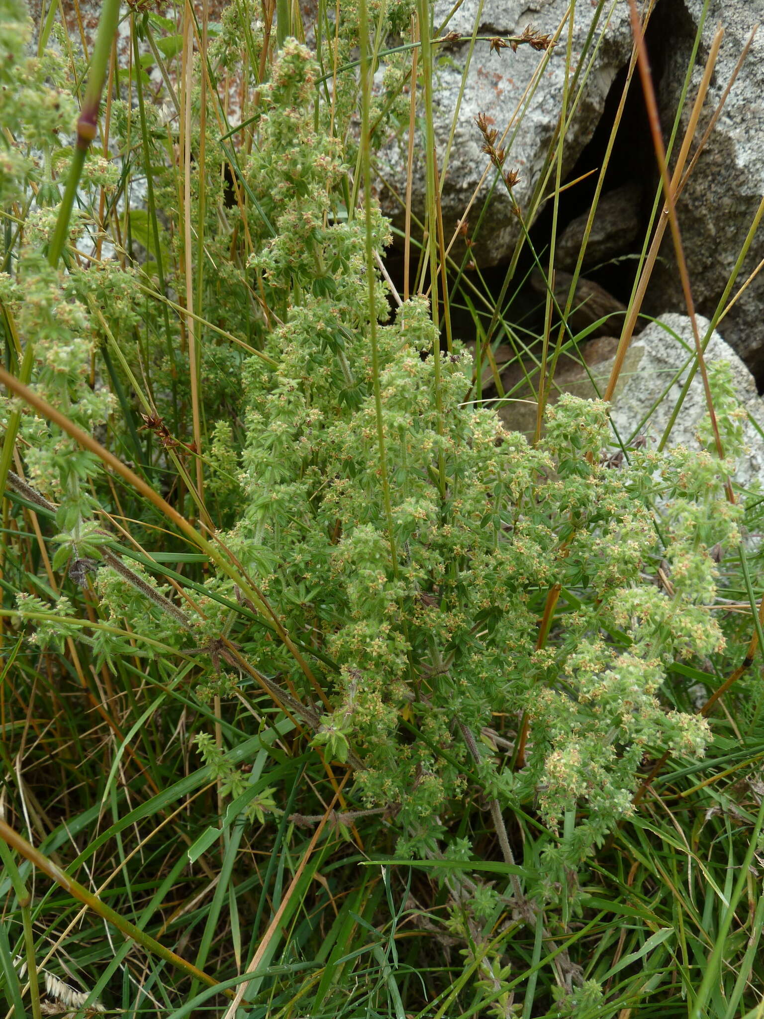 Image of Galium maritimum L.