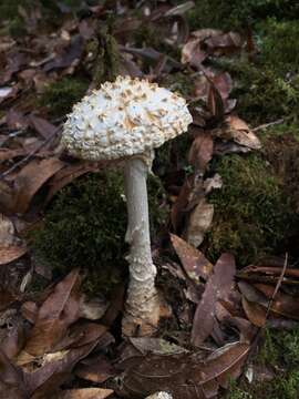 Image of Amanita conara Tulloss & Halling 2011