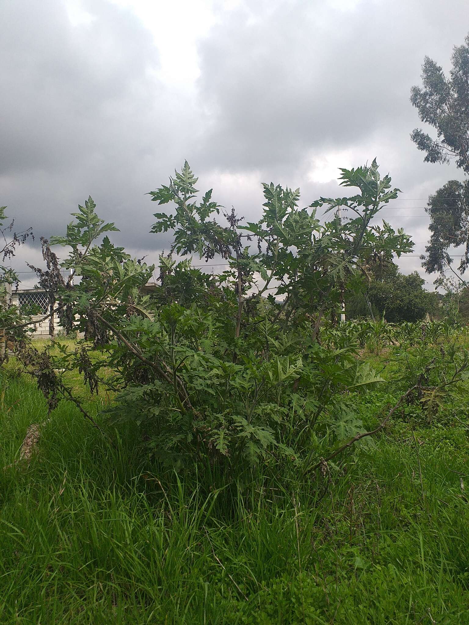 Sivun Ambrosia arborescens Mill. kuva