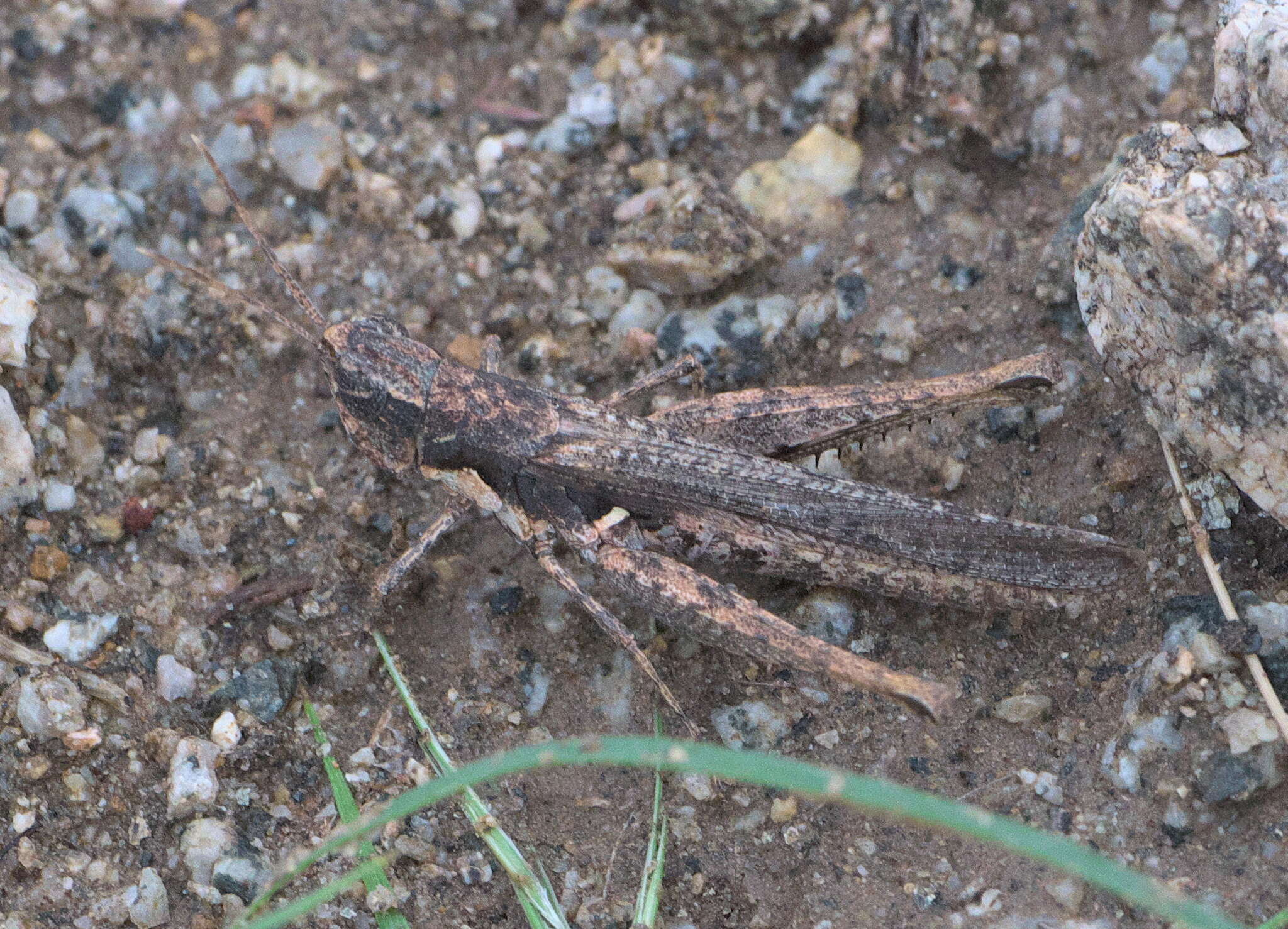 Plancia ëd Acantherus piperatus Scudder & S. H. 1902