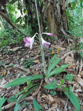 Image of Hippeastrum reticulatum (L'Hér.) Herb.