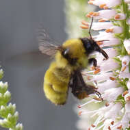 Image of Yellow Bumblebee