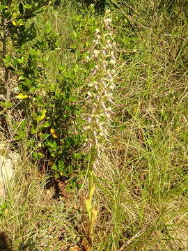 Image of Lizard orchid