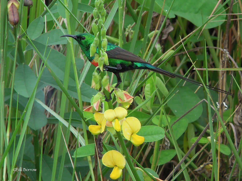 Image of Cinnyris pulchellus pulchellus (Linnaeus 1766)