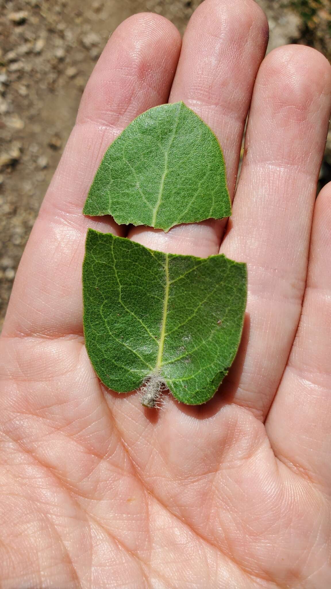 Image of whitehair manzanita