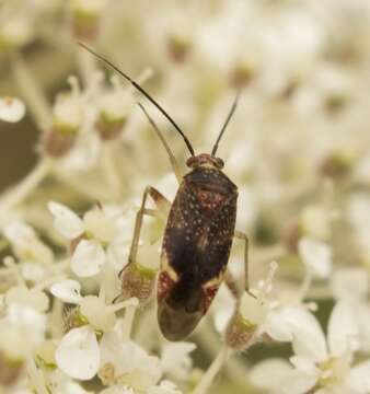 Image of Polymerus coccineus (Spinola 1852)