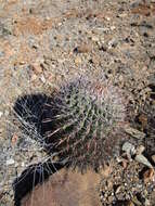 Image of Fire Barrel Cactus