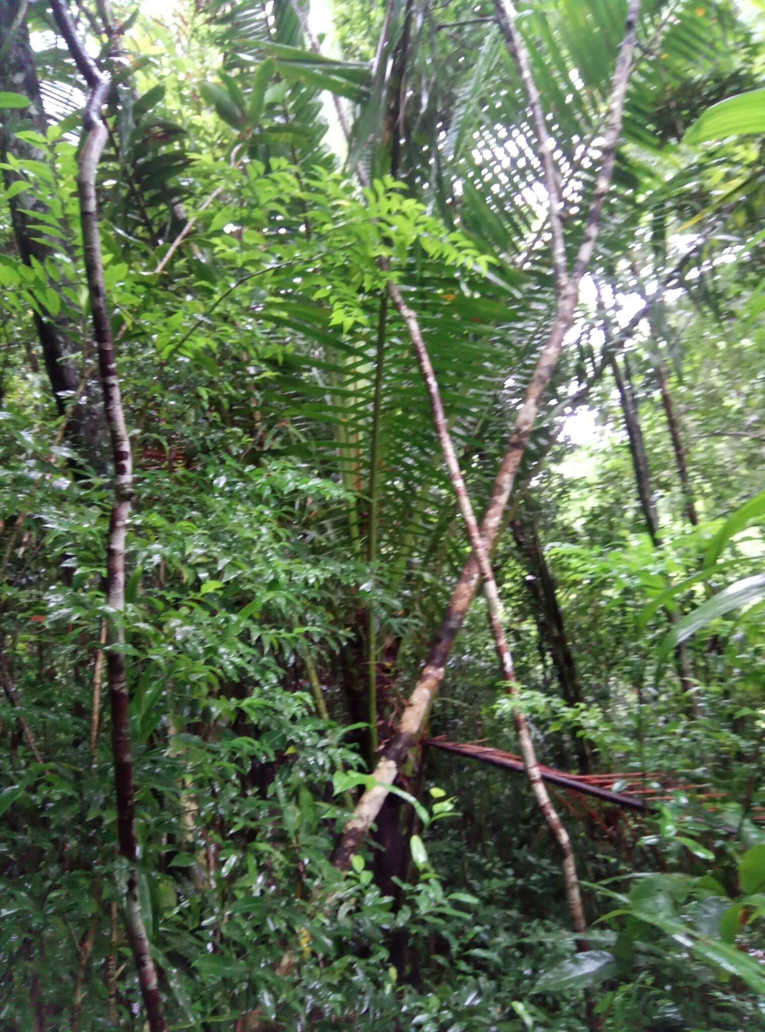 Image of Ravenea madagascariensis Becc.