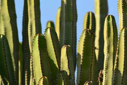 Imagem de Euphorbia canariensis L.