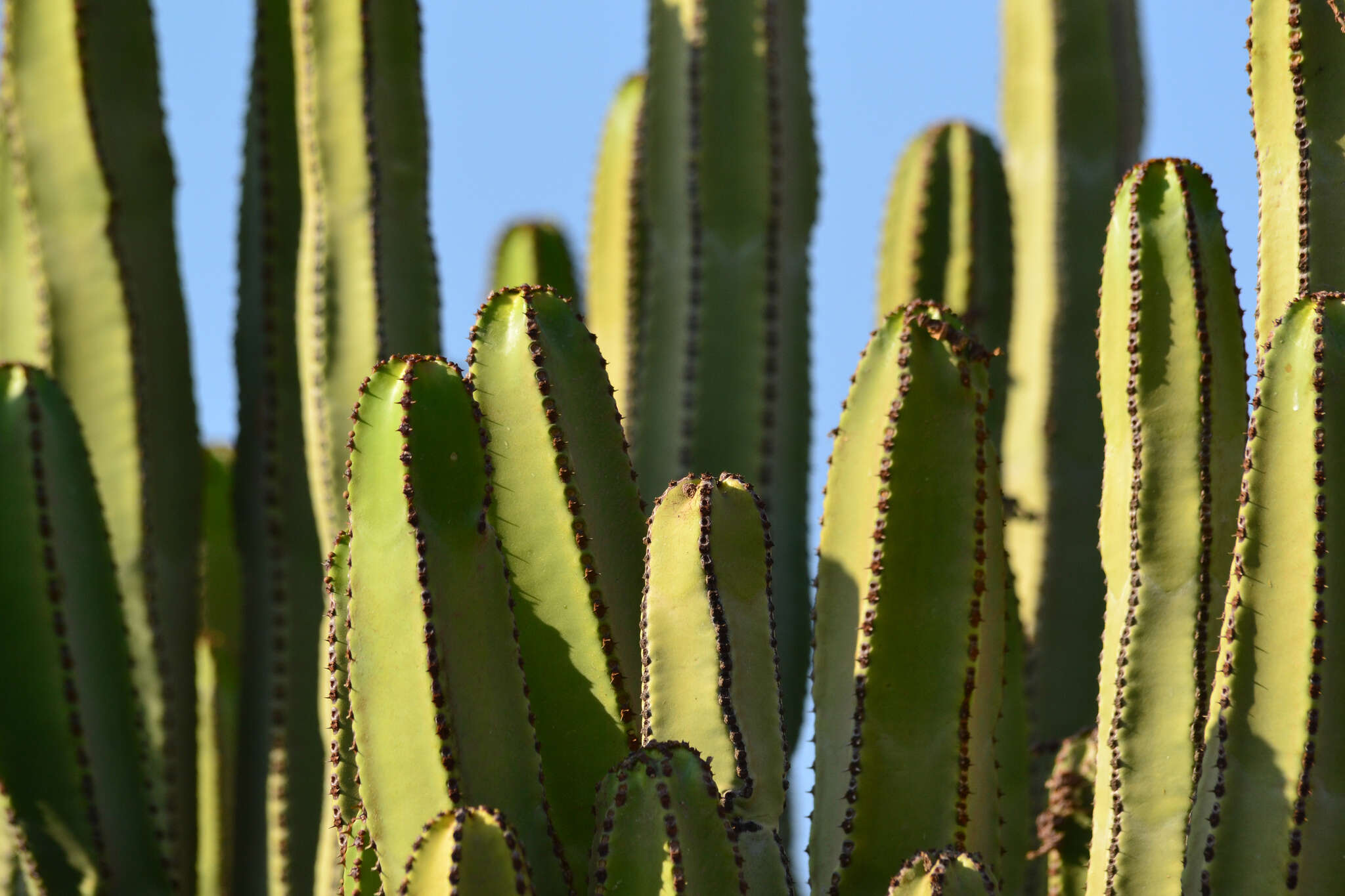 Imagem de Euphorbia canariensis L.