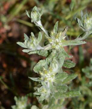 Image de Cotonnière jaunâtre